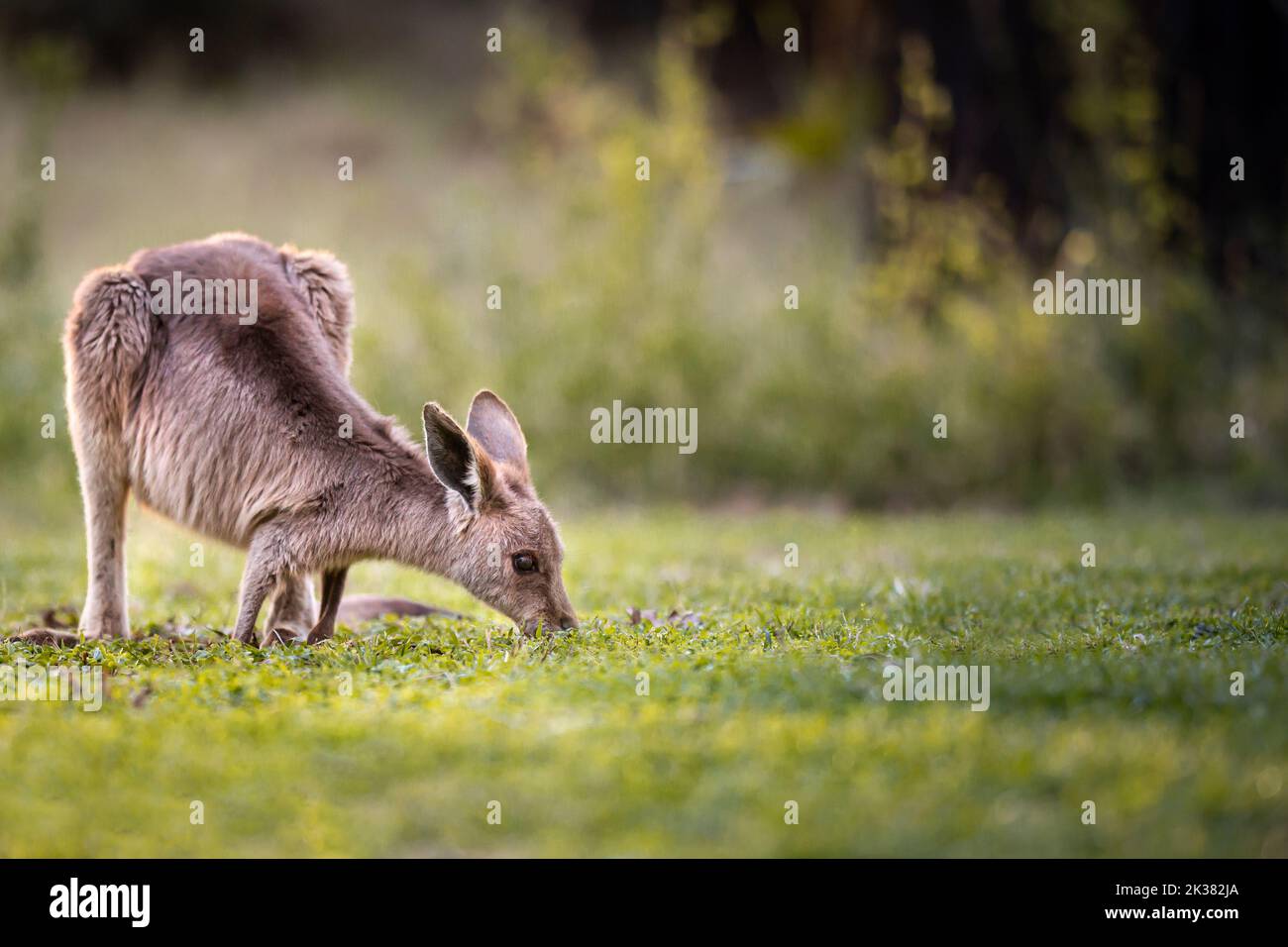 Giovane canguro mangiare erba nel cespuglio in Australia Foto Stock