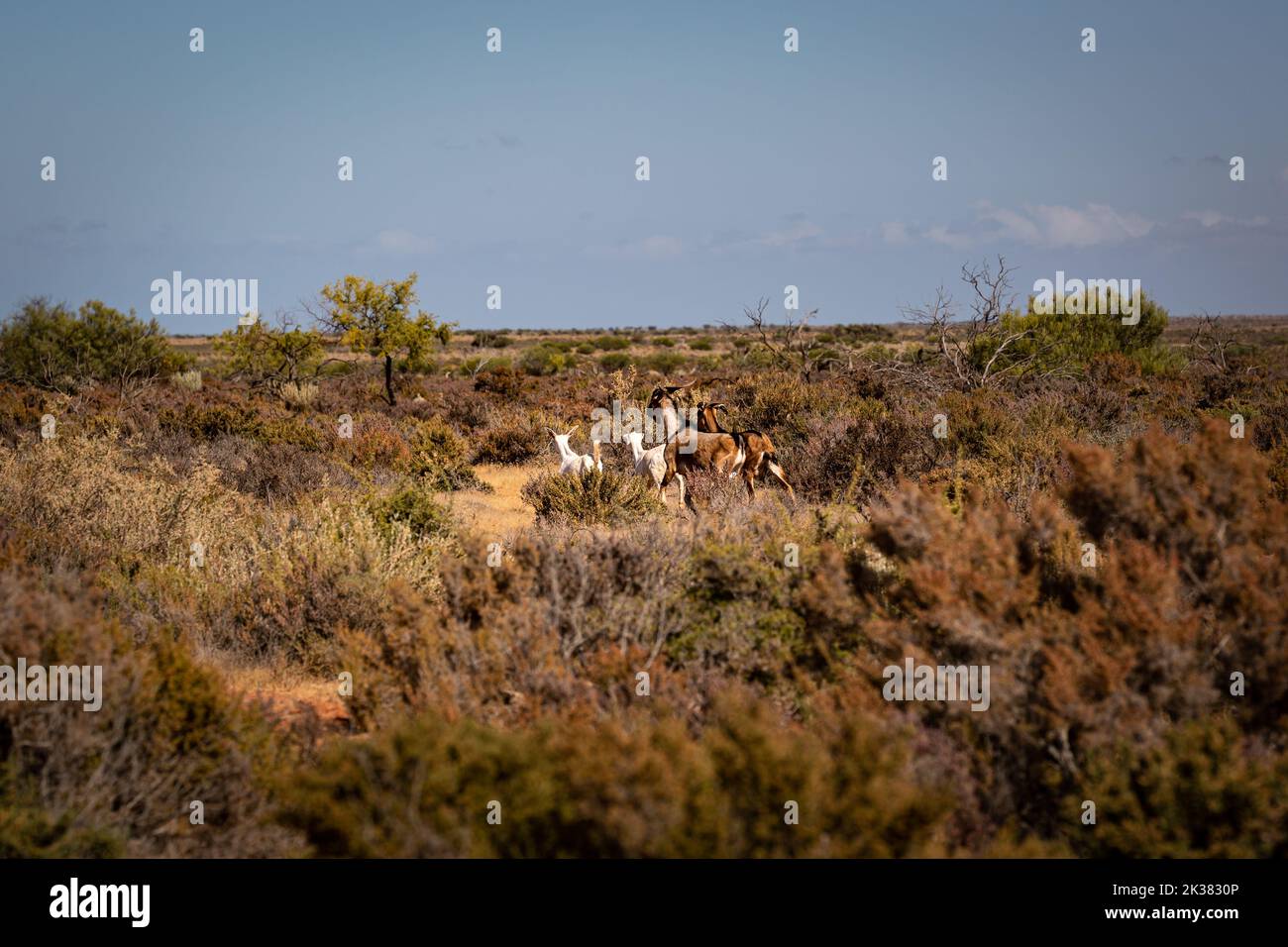 Capre nel cespuglio australiano nel territorio del Nord, Australia Foto Stock