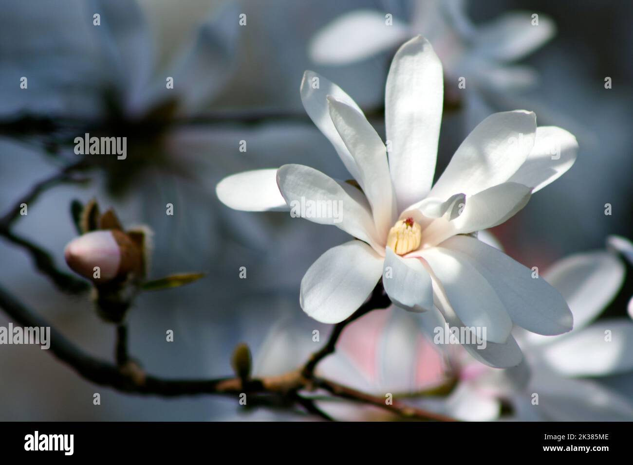 Un primo piano di Magnolia stellata a volte chiamato la stella magnolia. Foto Stock
