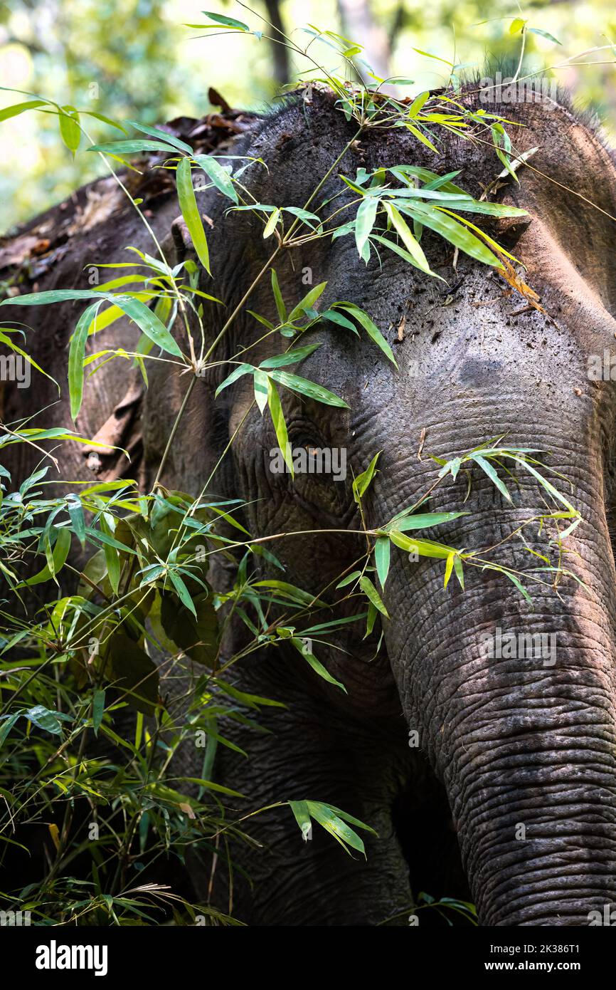 Elefante asiatico selvaggio nella giungla della Cambogia, Asia sudorientale Foto Stock