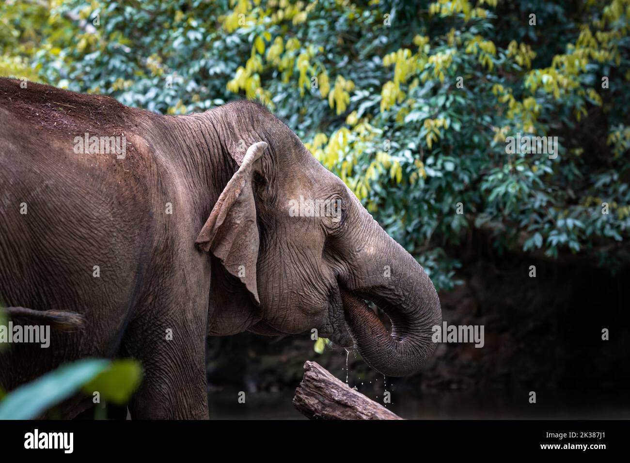 Elefante asiatico selvaggio nella giungla della Cambogia, Asia sudorientale Foto Stock