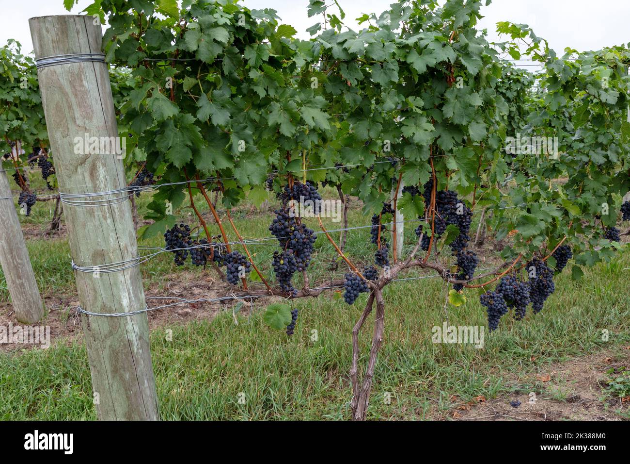 Uva concord viola, vigna, Michigan SW, di James D Coppinger/Dembinsky Photo Assoc Foto Stock