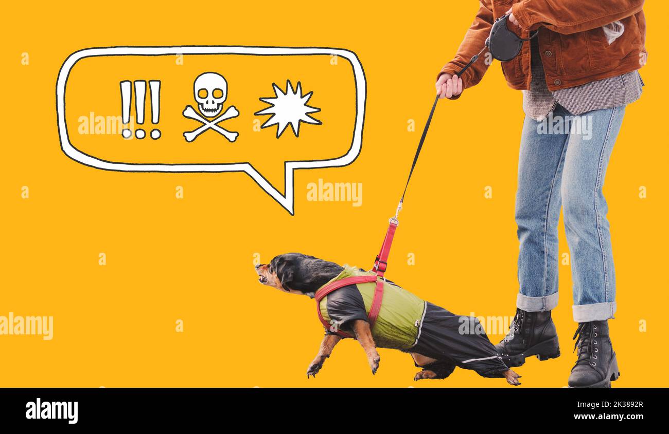 Aggressivo, cane reattivo sul guinzaglio contro sfondo arancione con bolla di linguaggio. Divertente dachshund con simboli di stile fumetto di emozioni negative, pr Foto Stock
