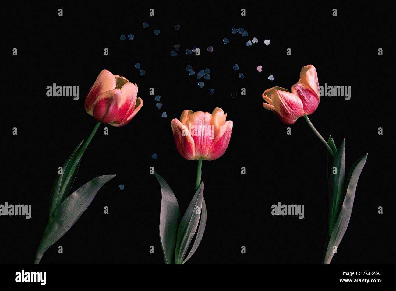 Tre tulipani su sfondo nero. Primo piano di piante rosa gialle. Biglietto di auguri tulipani. Petali di tulipano in fiore su sfondo nero con cuori. Foto Stock