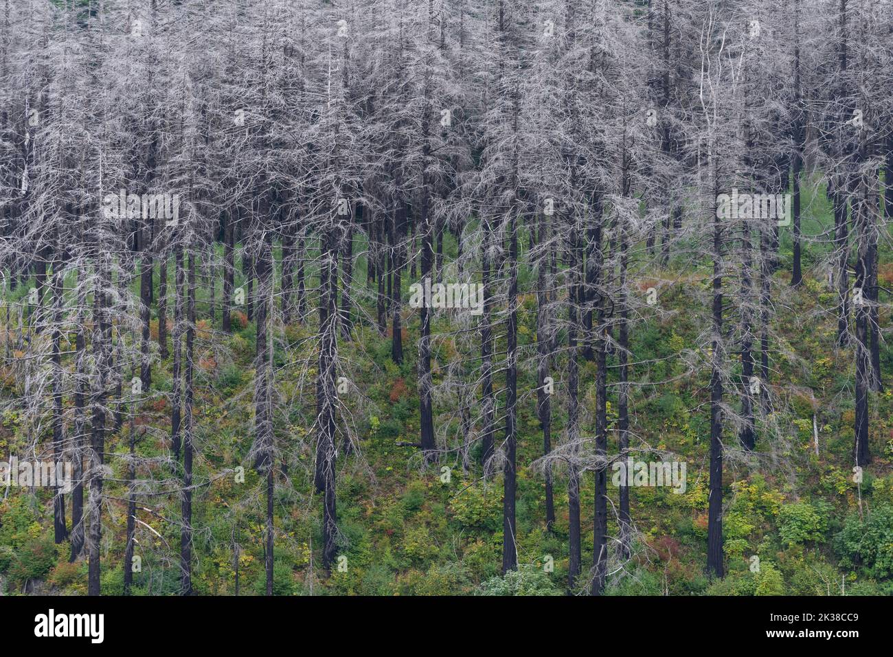 Paesaggio di alberi bruciati dalla foresta di Eagle Creek e da una nuova crescita contrastante, Columbia River Gorge, Oregon Foto Stock