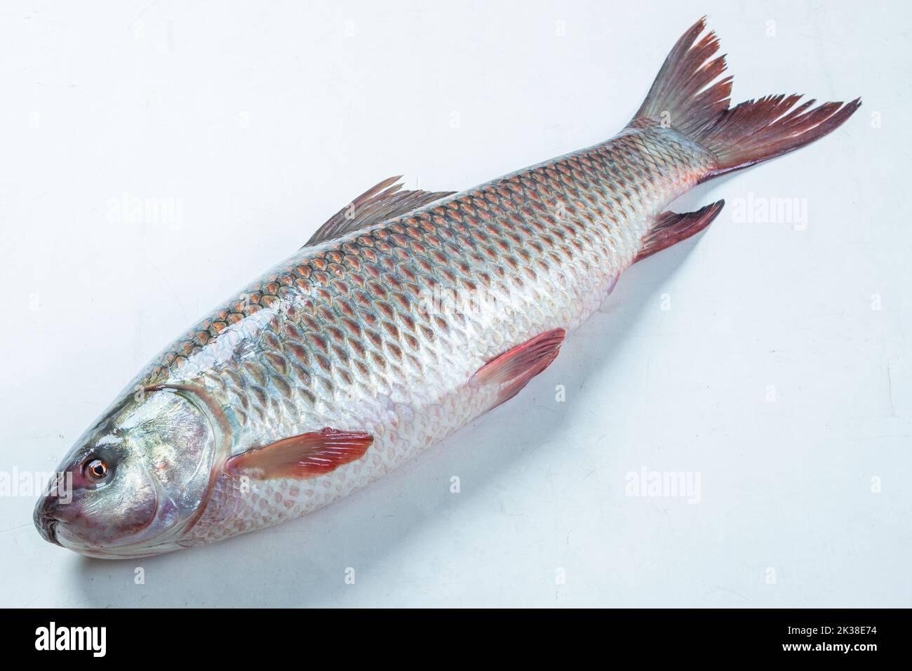 Pesce ruhu rui Bangladesh pesce d'acqua dolce isolato su sfondo bianco Foto Stock