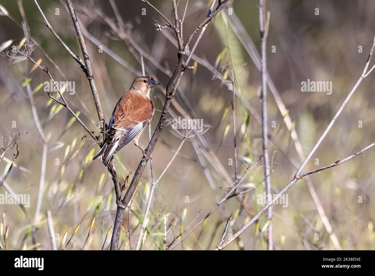 Il linnet eurasiatico (linaria cannabina) è un piccolo uccello passerino della famiglia delle pinne, Fringillidae. Foto Stock