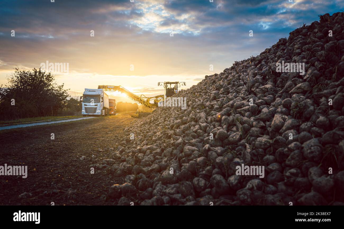 Raccoglitrice di barbabietole e autocarro che raccoglie barbabietole da zucchero Foto Stock