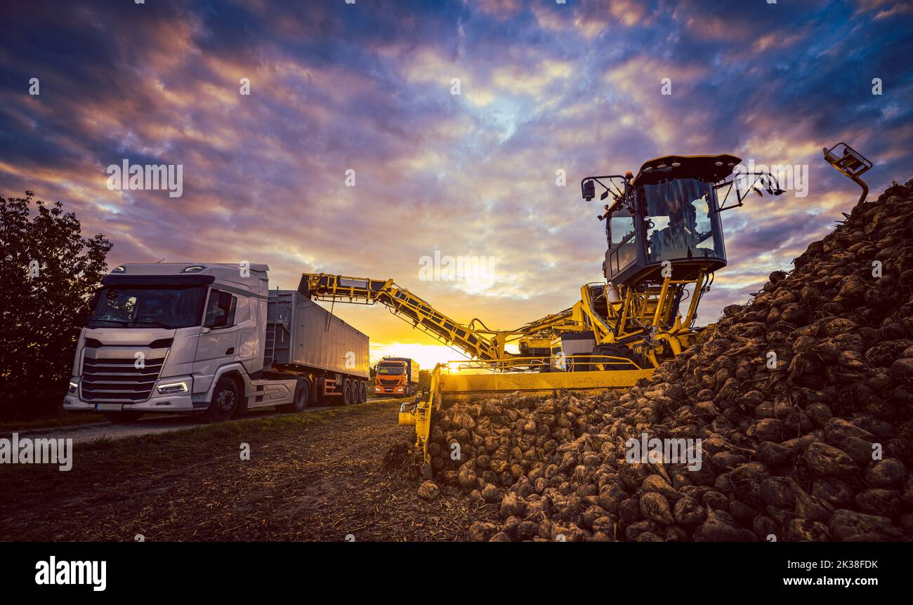 Raccoglitrice di barbabietole e autocarro che raccoglie barbabietole da zucchero Foto Stock