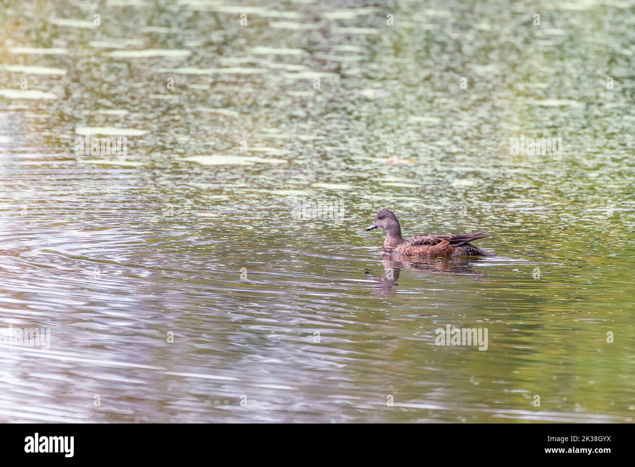 Il wigeon femminile americano, conosciuto anche come il baldpate (Mareca americana), nuota nel Chesapeake e nell'Ohio Canal National Historical Park. Maryland. STATI UNITI Foto Stock