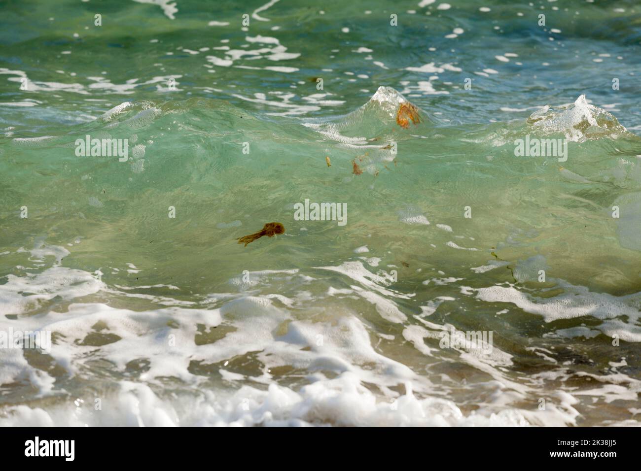 immagine delle onde in riva al mare con diversi meduse, cambiamenti climatici, temperatura del mare, incidenti di meduse Foto Stock