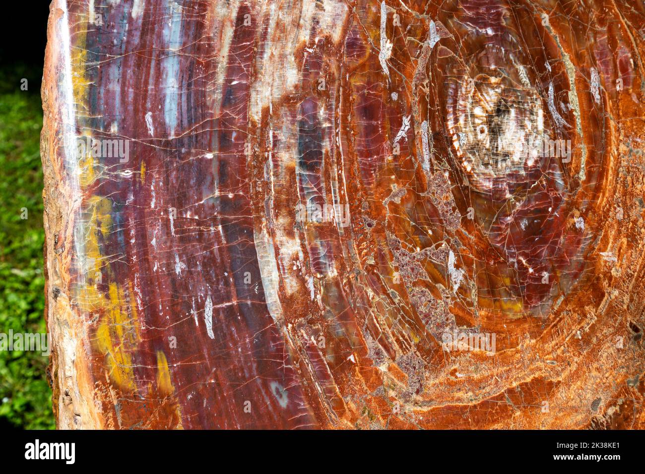 Tronco di albero pietrificato presso il Giardino Botanico dell'Università di Basilea, Basilea, Svizzera Foto Stock