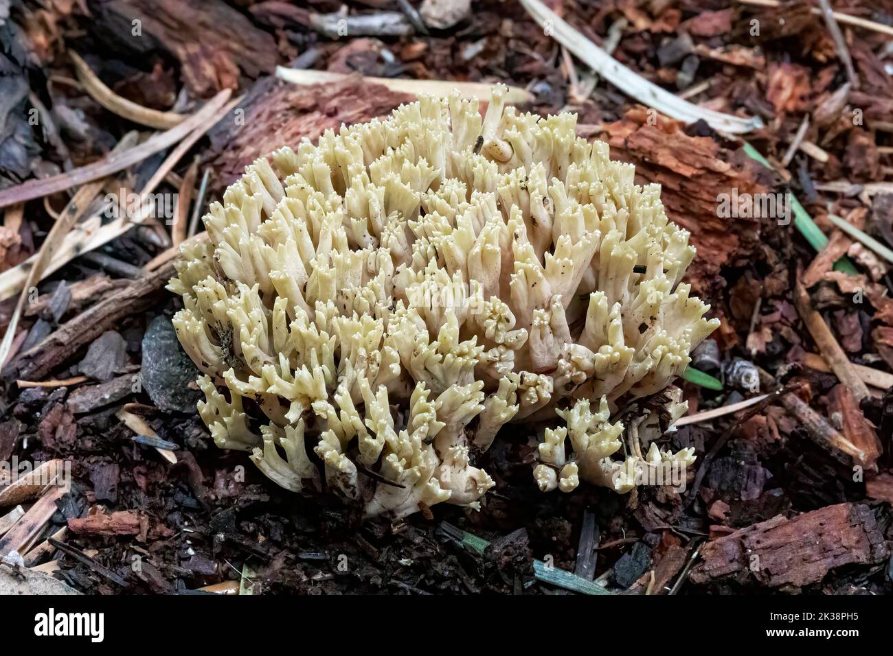 White Coral Fungus (clavulina cristata), Santa Catalina Mountains, Tucson, Arizona, USA Foto Stock