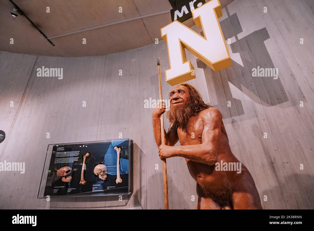 22 luglio 2022, museo di Neanderthal, Germania: Figura in cera dettagliata del caveman preistorico di Neanderthal con lancia nel museo. Antropologia dei Sapiens umani Foto Stock