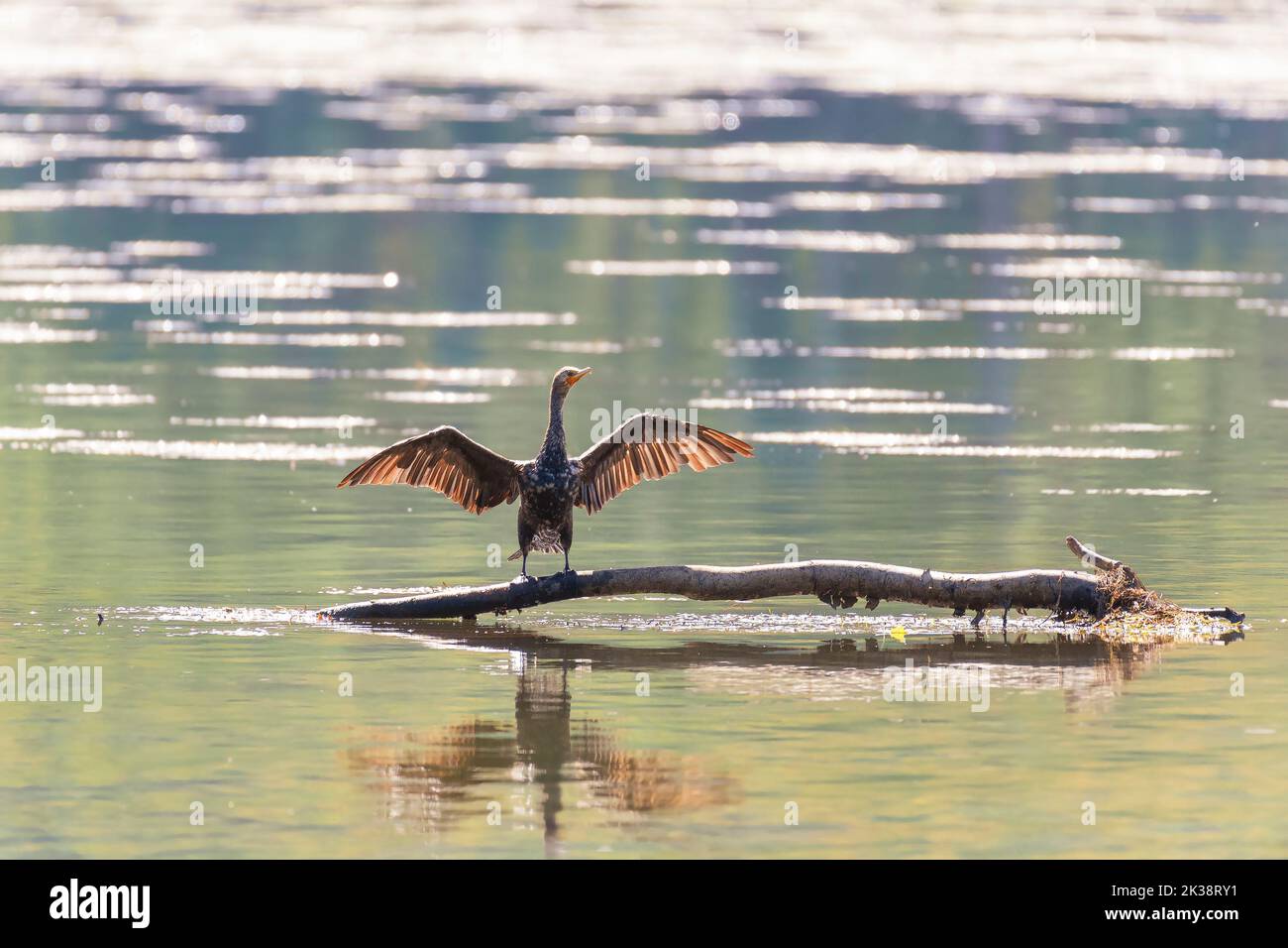 Il cormorano a doppia crestata (Nannopterum auritum) asciuga le sue ali. Chesapeakand Ohio National Historic Park. Fiume Potomac. Maryland. STATI UNITI Foto Stock