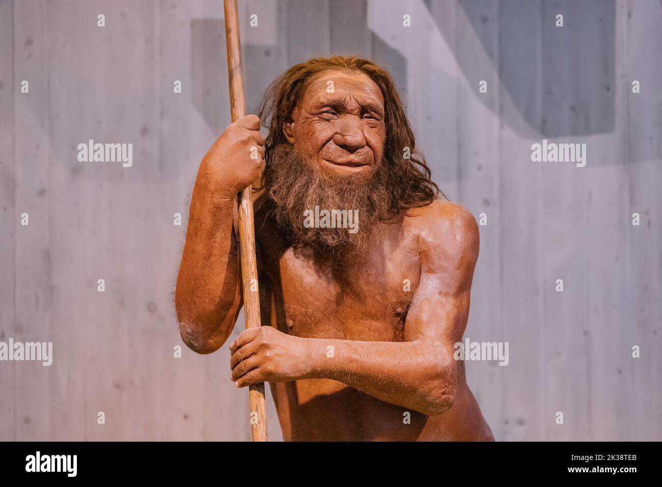22 luglio 2022, museo di Neanderthal, Germania: Figura in cera dettagliata del caveman preistorico di Neanderthal con lancia nel museo. Antropologia dei Sapiens umani Foto Stock