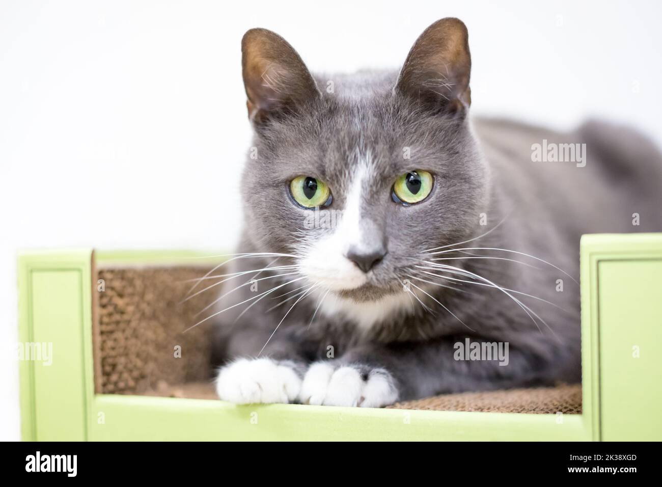 Un gatto corto grigio e bianco con occhi verdi sdraiati su un giocattolo graffiante Foto Stock