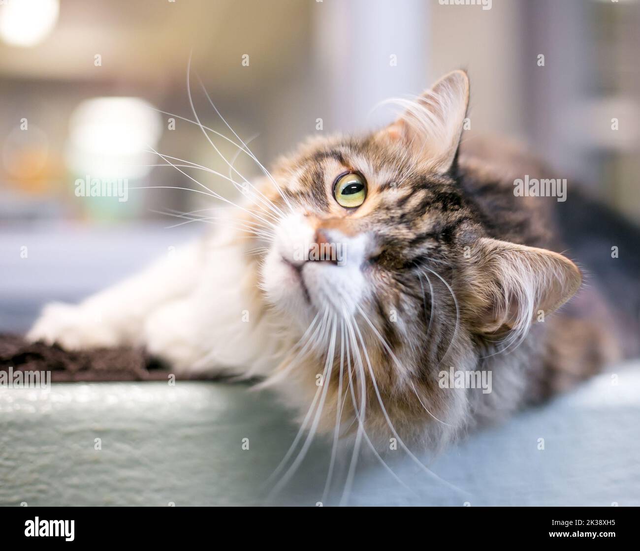Un morbido gatto tabby con un occhio disteso in posizione rilassata Foto Stock
