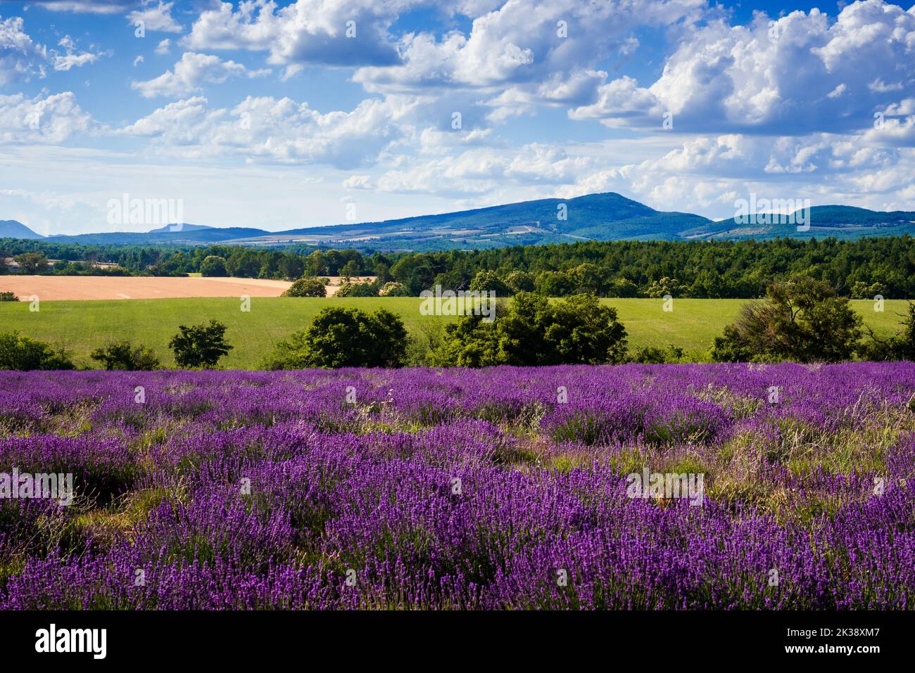 Campo di lavanda vicino al monte Ventoux Foto Stock