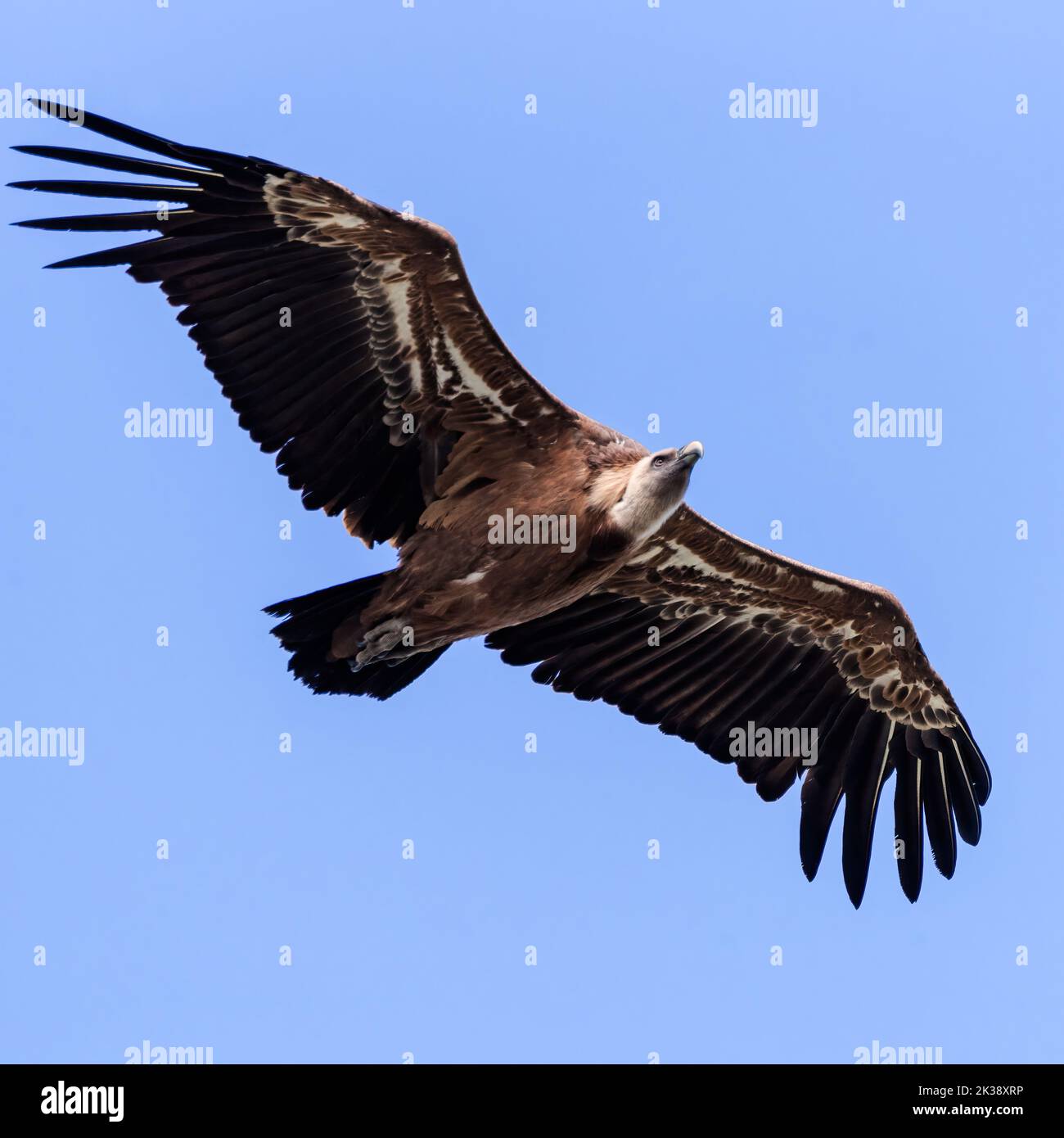 Vulture che vola tutte le ali dispiegate Foto Stock