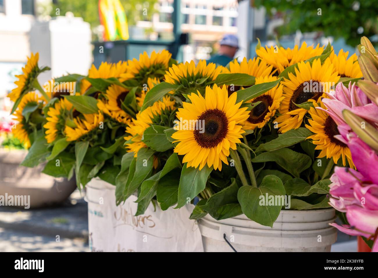 Girasoli in vendita presso il mercato estivo locale degli agricoltori Foto Stock