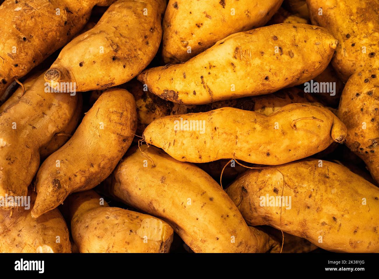 Ipomoea batatatatas - patate dolci bianche biologiche sul mercato Foto Stock