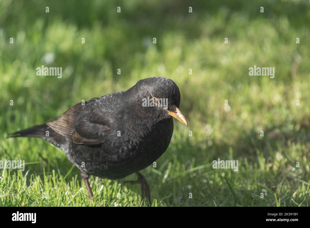 Un uccello nero comune maschio UK (Turdus merula) in cerca di vermi in un giardino dello Yorkshire in Inghilterra. Foto Stock