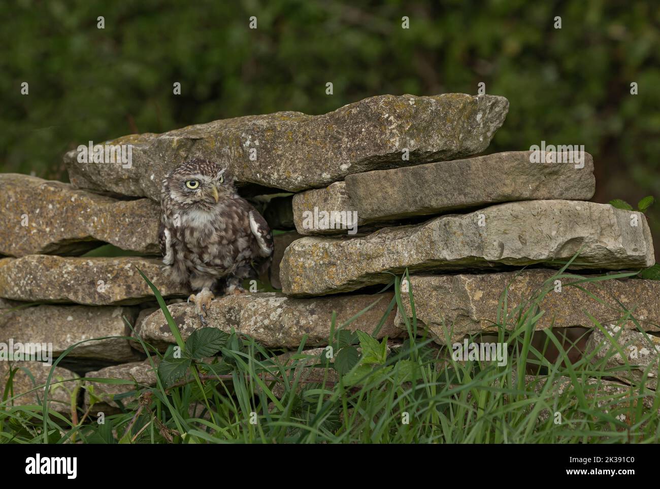 Piccolo gufo con occhi gialli che sbirciano fuori di una fessura da parete Foto Stock