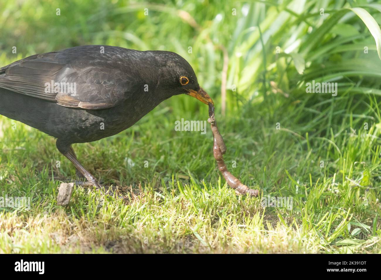 Un uccello nero comune maschio UK (Turdus merula) che tira su un verme in un giardino dello Yorkshire in Inghilterra. Foto Stock