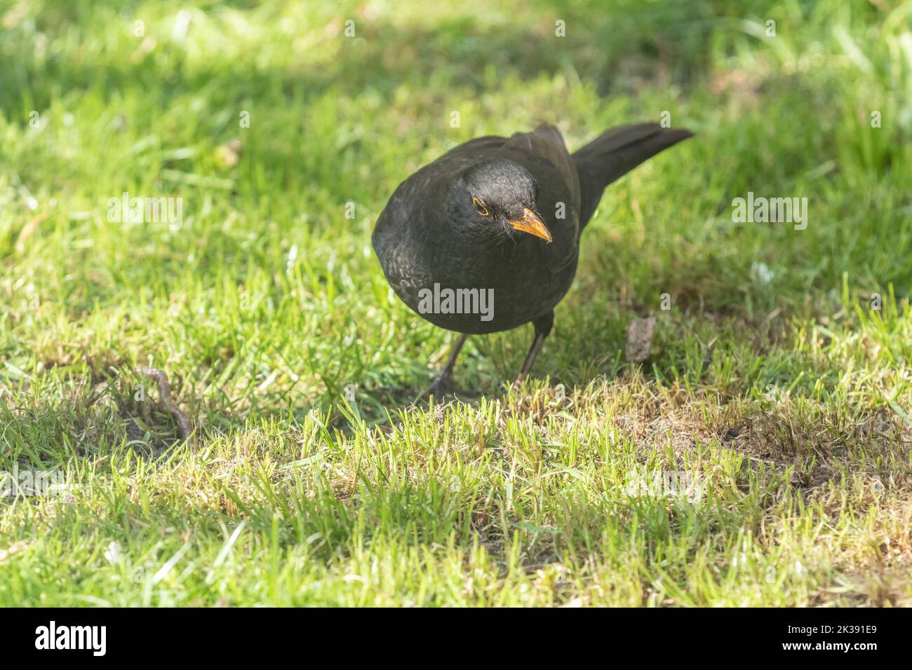 Un uccello nero comune maschio UK (Turdus merula) in cerca di vermi in un giardino dello Yorkshire in Inghilterra. Foto Stock