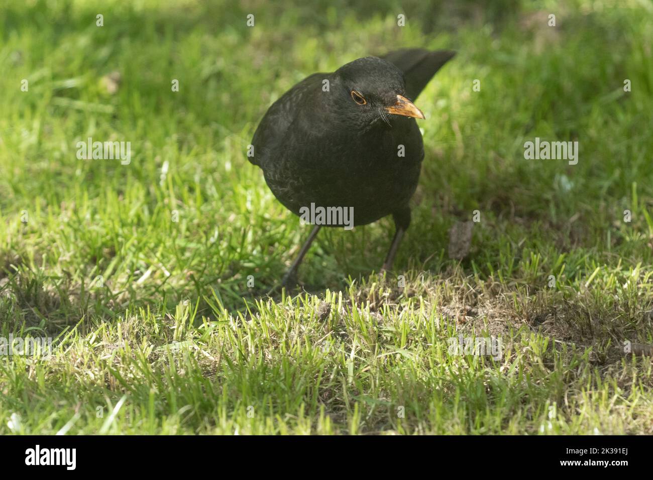 Un uccello nero comune maschio UK (Turdus merula) in cerca di vermi in un giardino dello Yorkshire in Inghilterra. Foto Stock