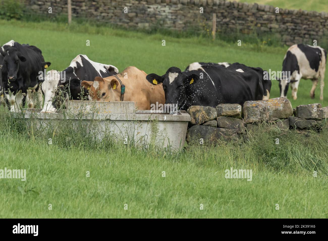 Una singola mucca di Jersey con diverse mucche friesiane che bevono da un canale d'acqua a Baildon, nello Yorkshire. Foto Stock