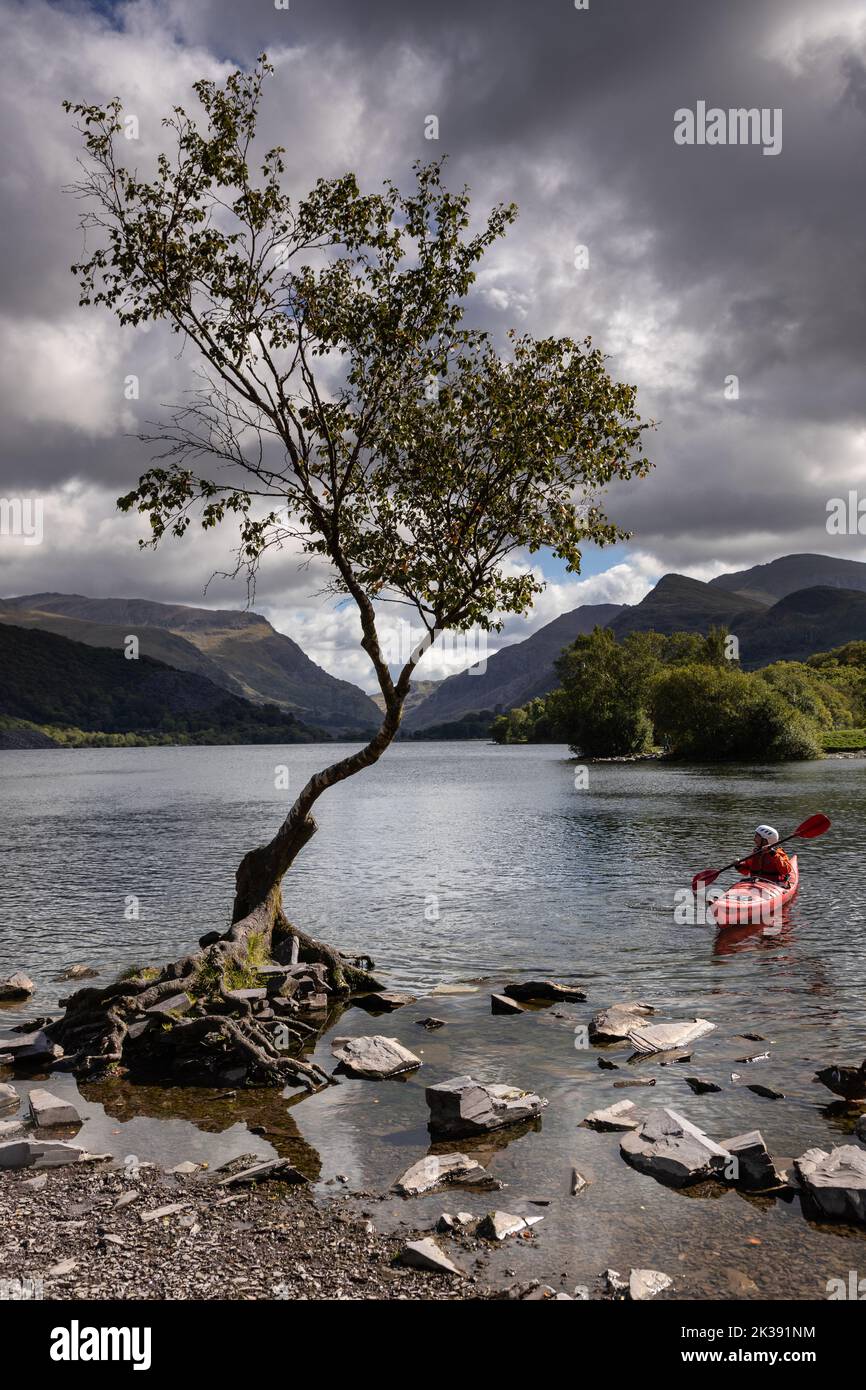 Albero solitario con canoa, Llanberis, Snowdonia, Galles del Nord Foto Stock