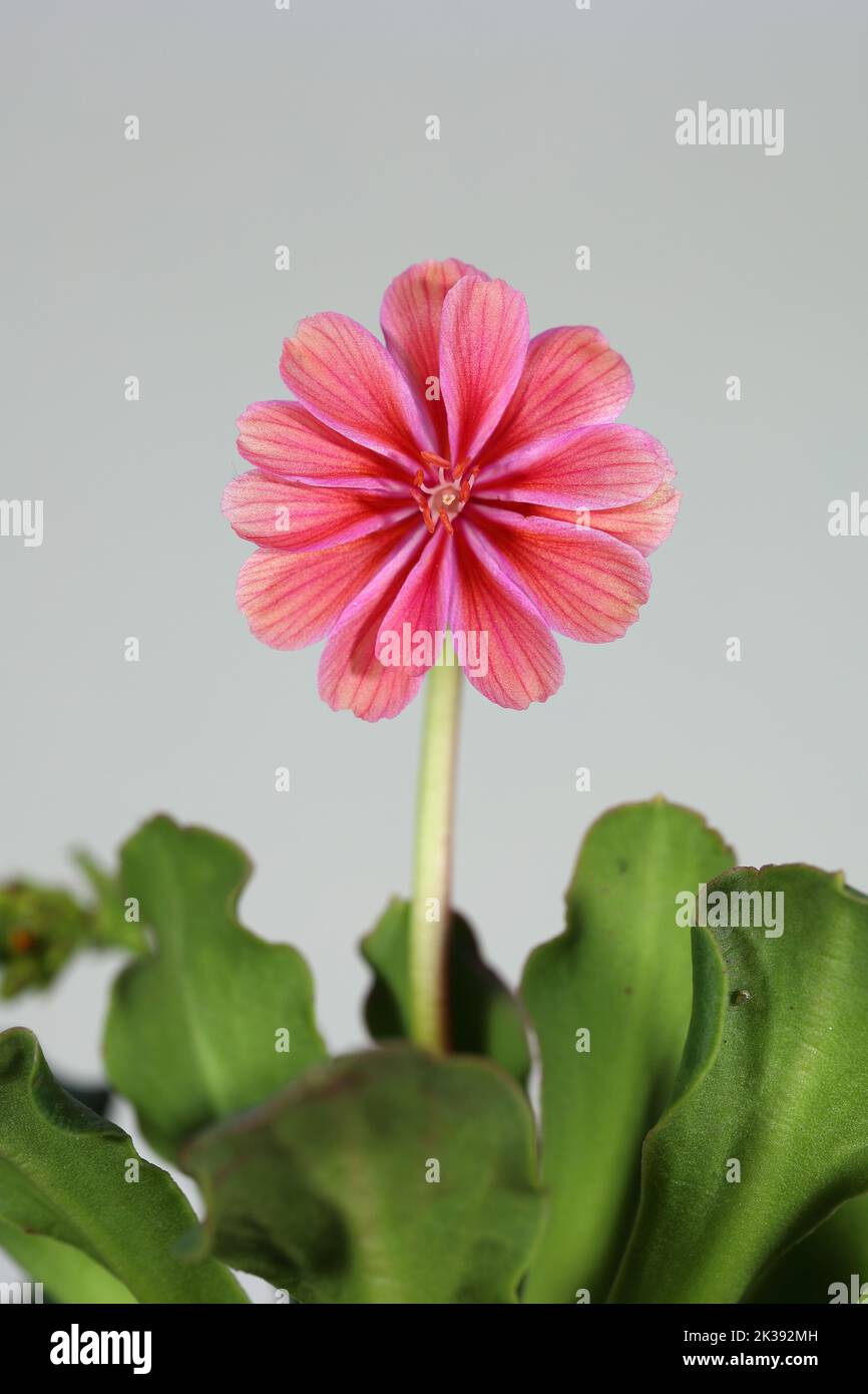 Lewisia cotyledon – specie di piante da fiore Foto Stock