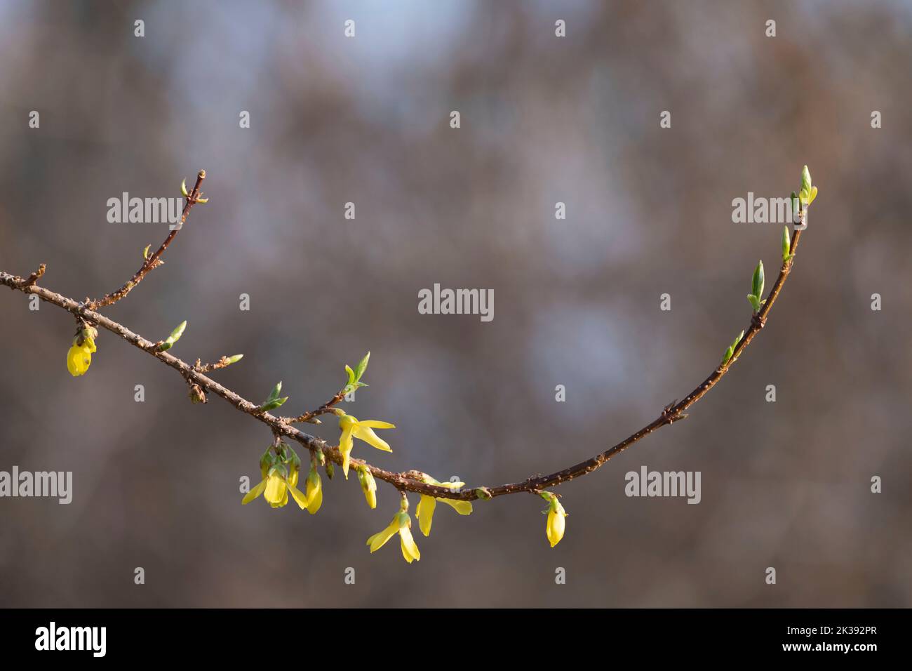 Fiori e boccioli in primavera il sole splende su un unico ramo di Forsythia Foto Stock