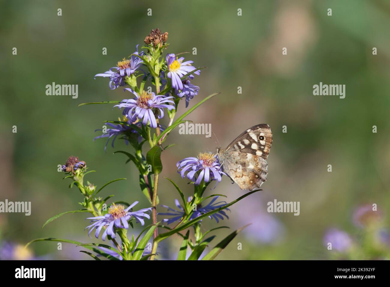 Michaelmas Daisies (Symphyotrichum Novi-Belgi) in primo autunno Sunshine con una farfalla di legno scollata (Pararge aegeria) Foraging sui fiori Foto Stock