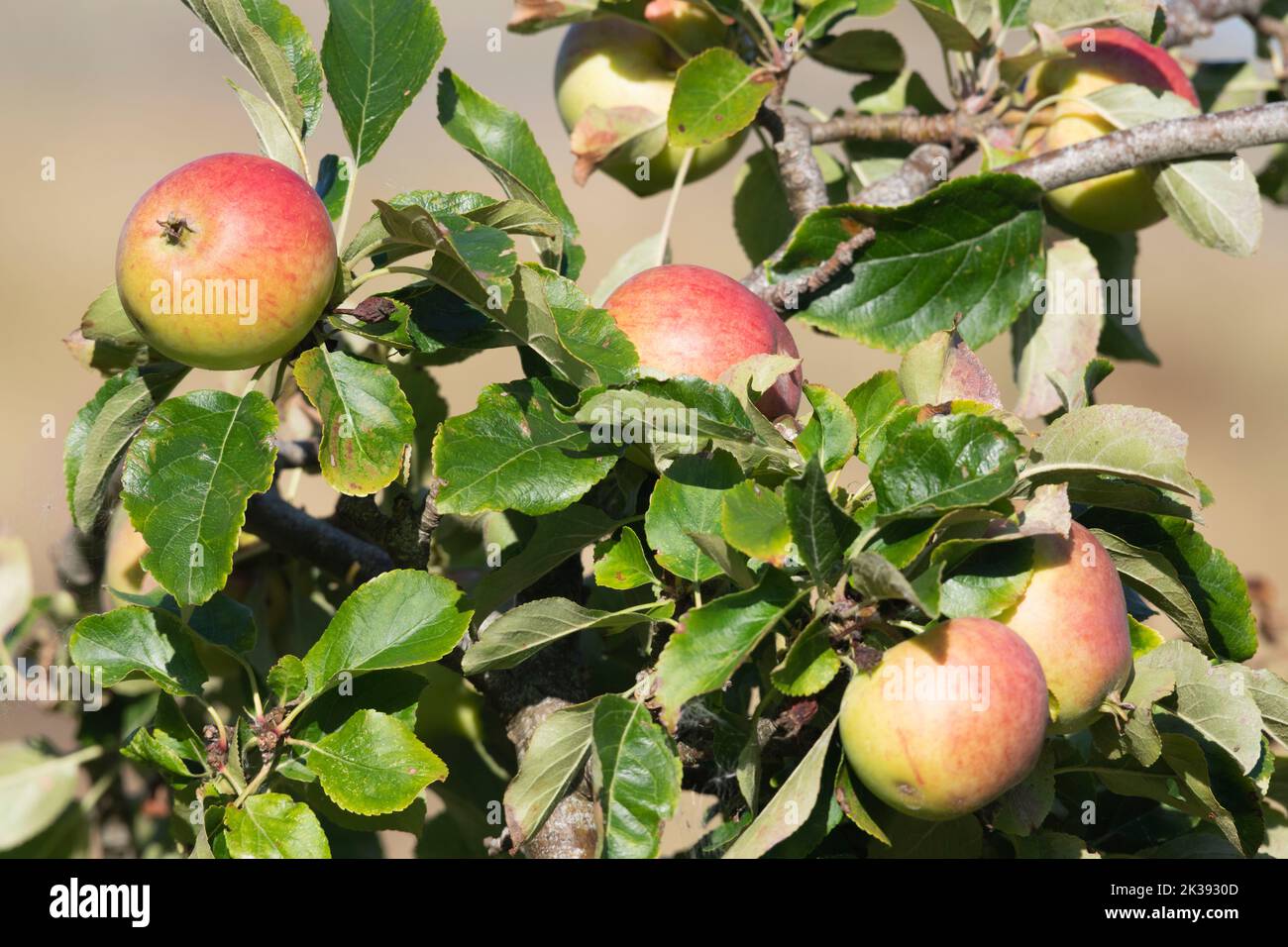 Diverse mele mature rosse su un albero di mele (Malus domestica) pronte per essere selezionate Foto Stock