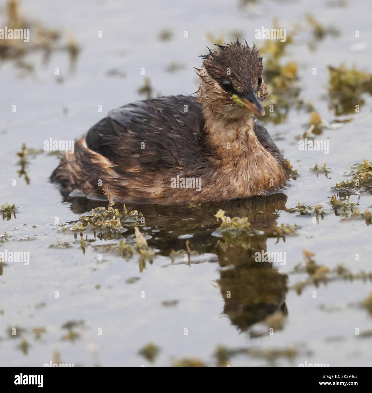 Splendida vista ravvicinata di un piccolo Grebe a Kemerton Lake Worcestershire Foto Stock