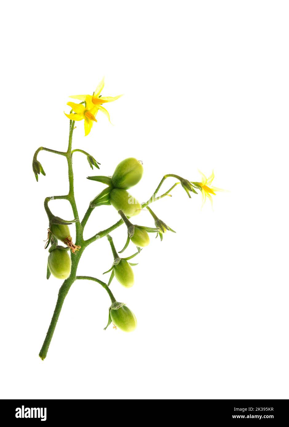 Pomodori ciliegini e fiori, Solanum lycopersicum var. Cerasiforme, su fusto vegetale Foto Stock