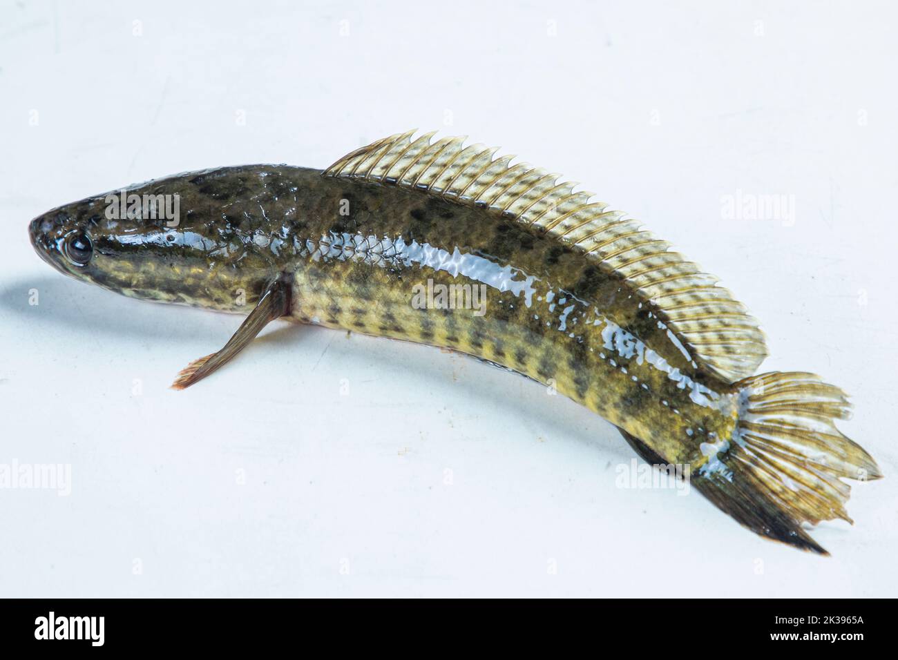 Telo Taki o testa di serpente punteggiata, Channa punctata o testa di serpente punteggiata che ha trovato in migliaia di fiumi e stagni Foto Stock