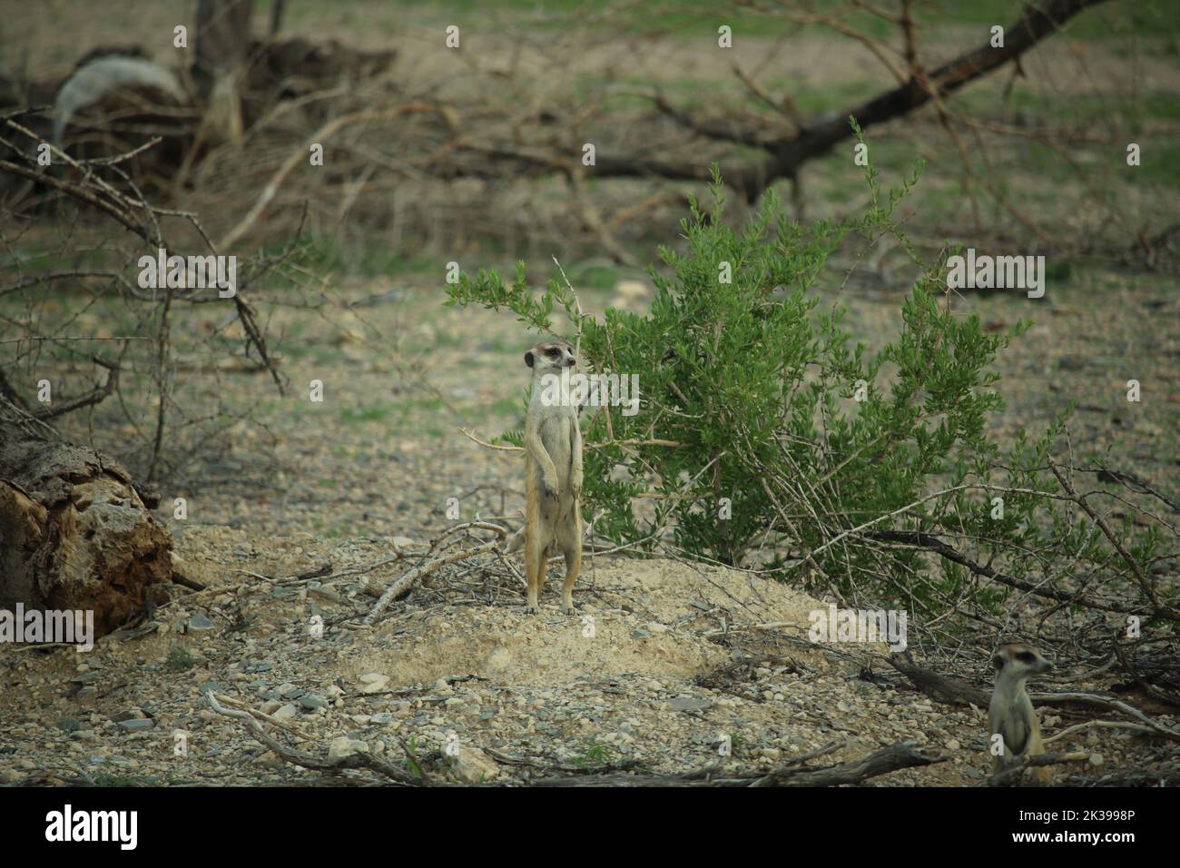 Meerkat in piedi sulle sue gambe posteriori vicino al suo sepoltura Foto Stock