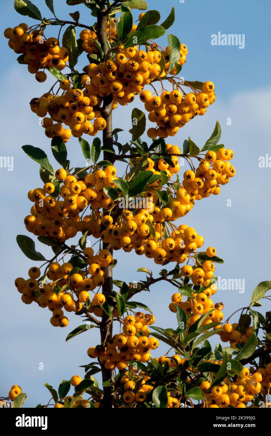 Pyracantha "arance glow", bacche di ramificazione, Firethorn, bacche di Pyracantha, Pyracantha coccinea, Frutta di arancia Foto Stock