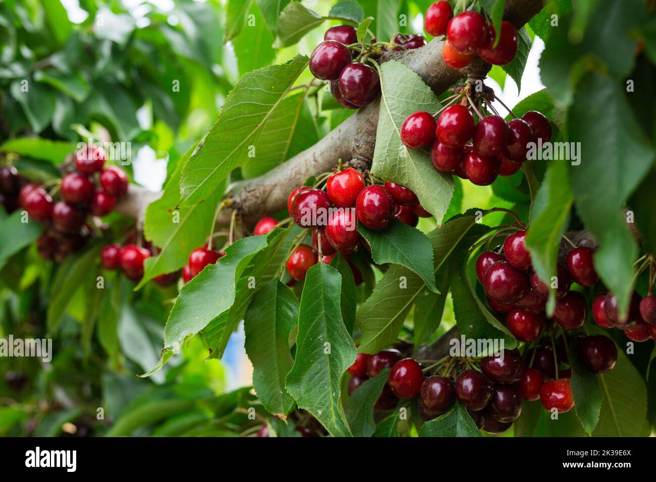 Closeup di rami di ciliegia verde dolce con frutti di bosco maturi e succosi in giardino Foto Stock