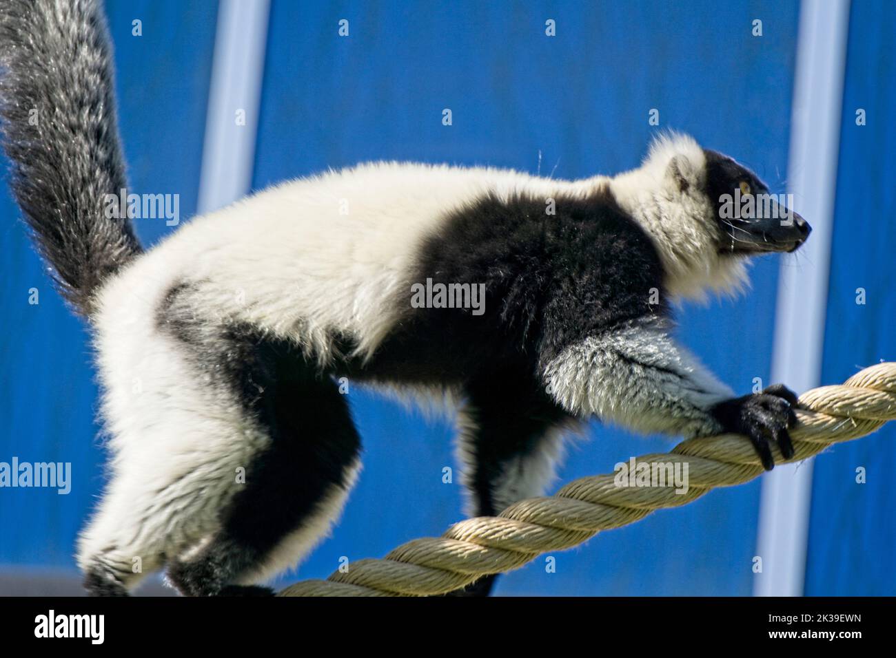 Zoo di Calgary, Alberta, Lemur con volant in bianco e nero Foto Stock