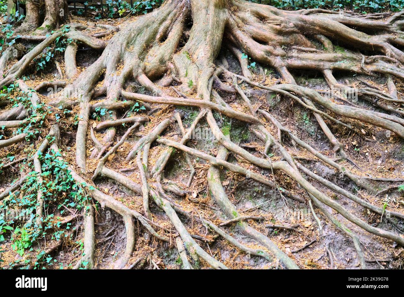 Bournemouth, Regno Unito - 21 luglio 2022: Radici esposte di un vecchio albero, creando un'atmosfera fiabesca, circondato da alberi alti Foto Stock