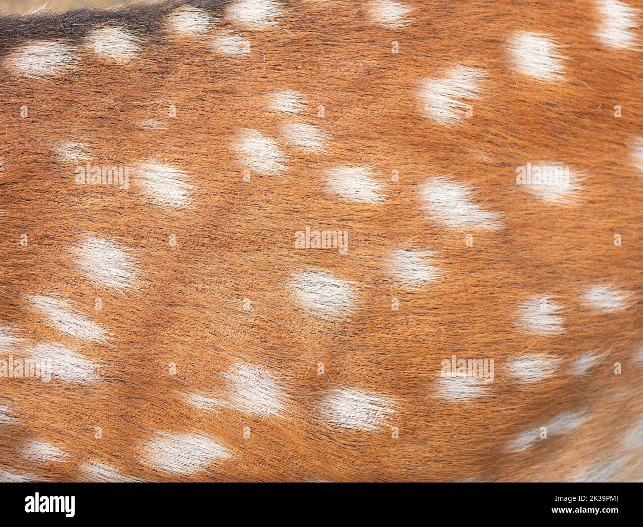 Superficie della pelliccia di cervo macchiato, primo piano. Pelliccia di renna macchiata. Pelo rosso chital con macchie bianche Foto Stock