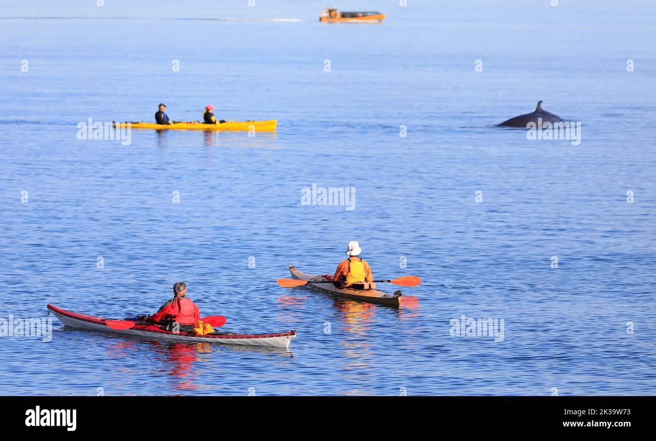 Turisti in kayak osservando la balena nella zona di Tadoussac, estuario di Saint Lawrence, Côte-Nord, Canada Foto Stock