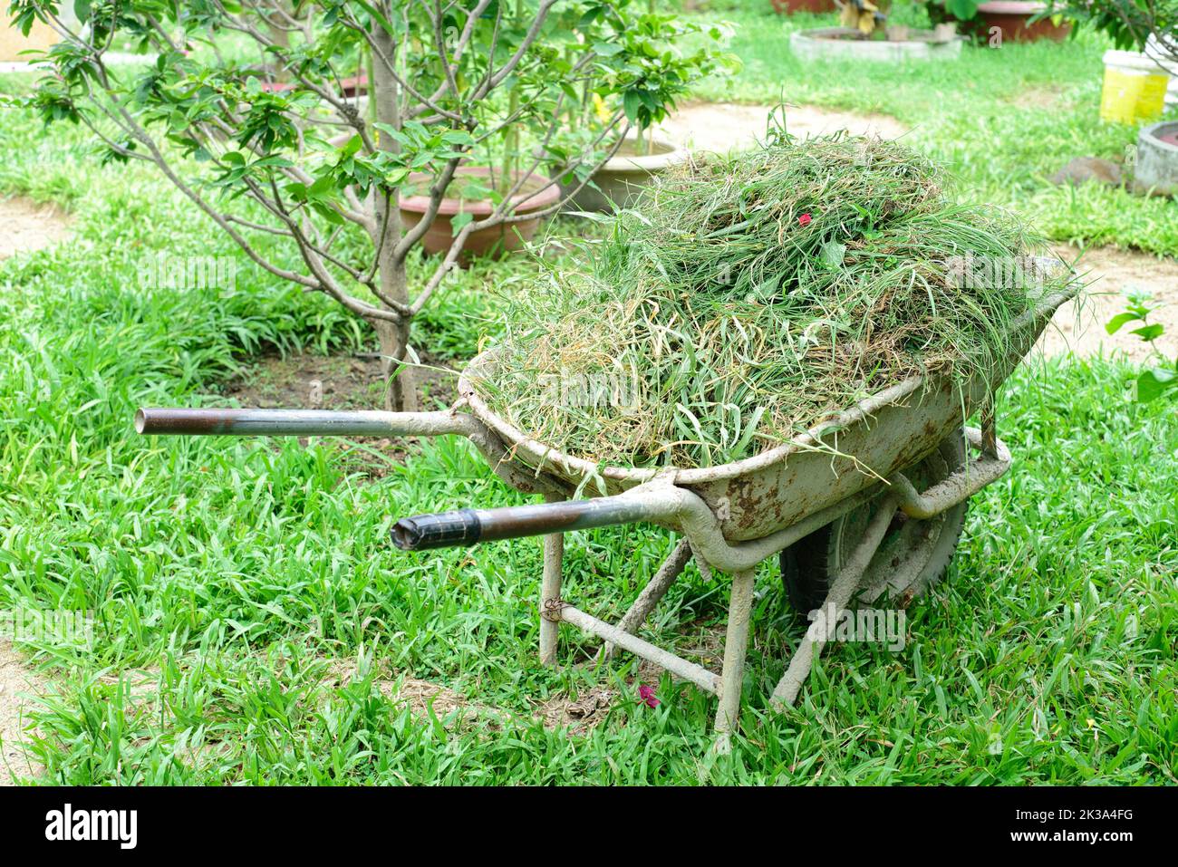 carriola piena di erba tagliata in piedi nel giardino Foto Stock