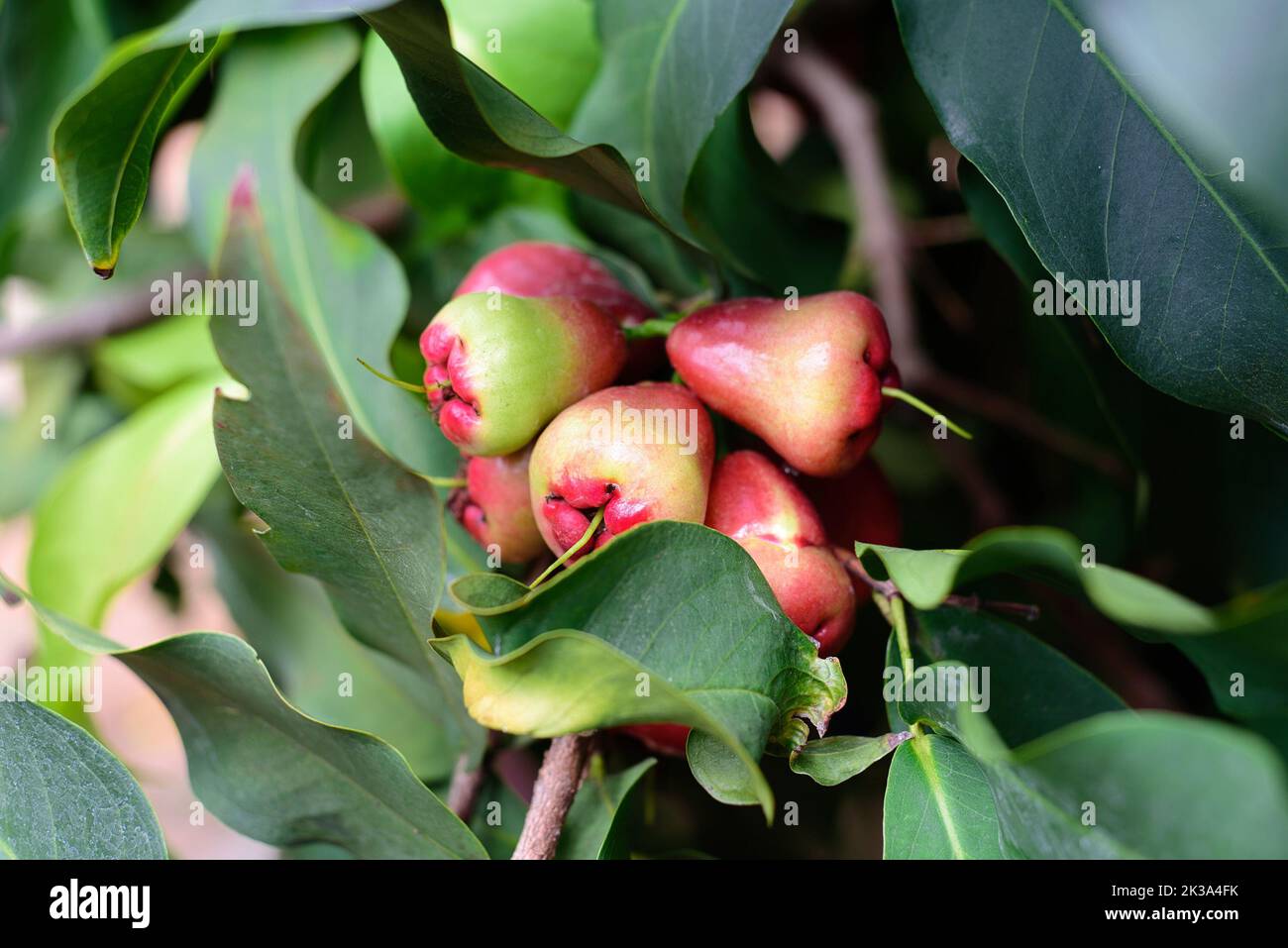 Syzygium samarangense o Semarang mela rosa che cresce su un albero in Vietnam Foto Stock
