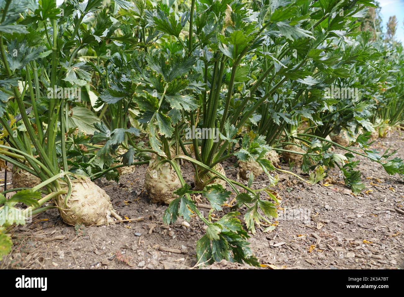 Una fila di Celeriac nel giardino, noto anche come radice di sedano, una verdura commestibile Foto Stock